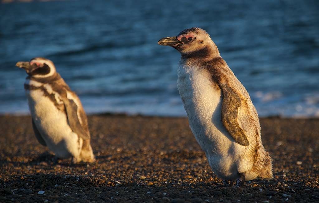 BAC_Madryn_03